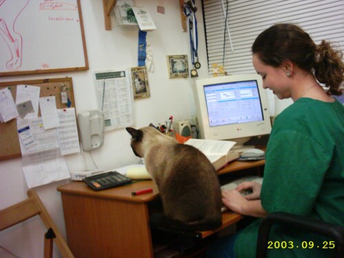 Veterinary Assistent - Ketty